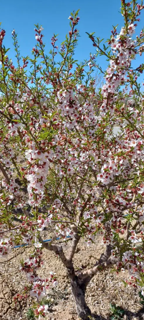 باغ ویلایی
