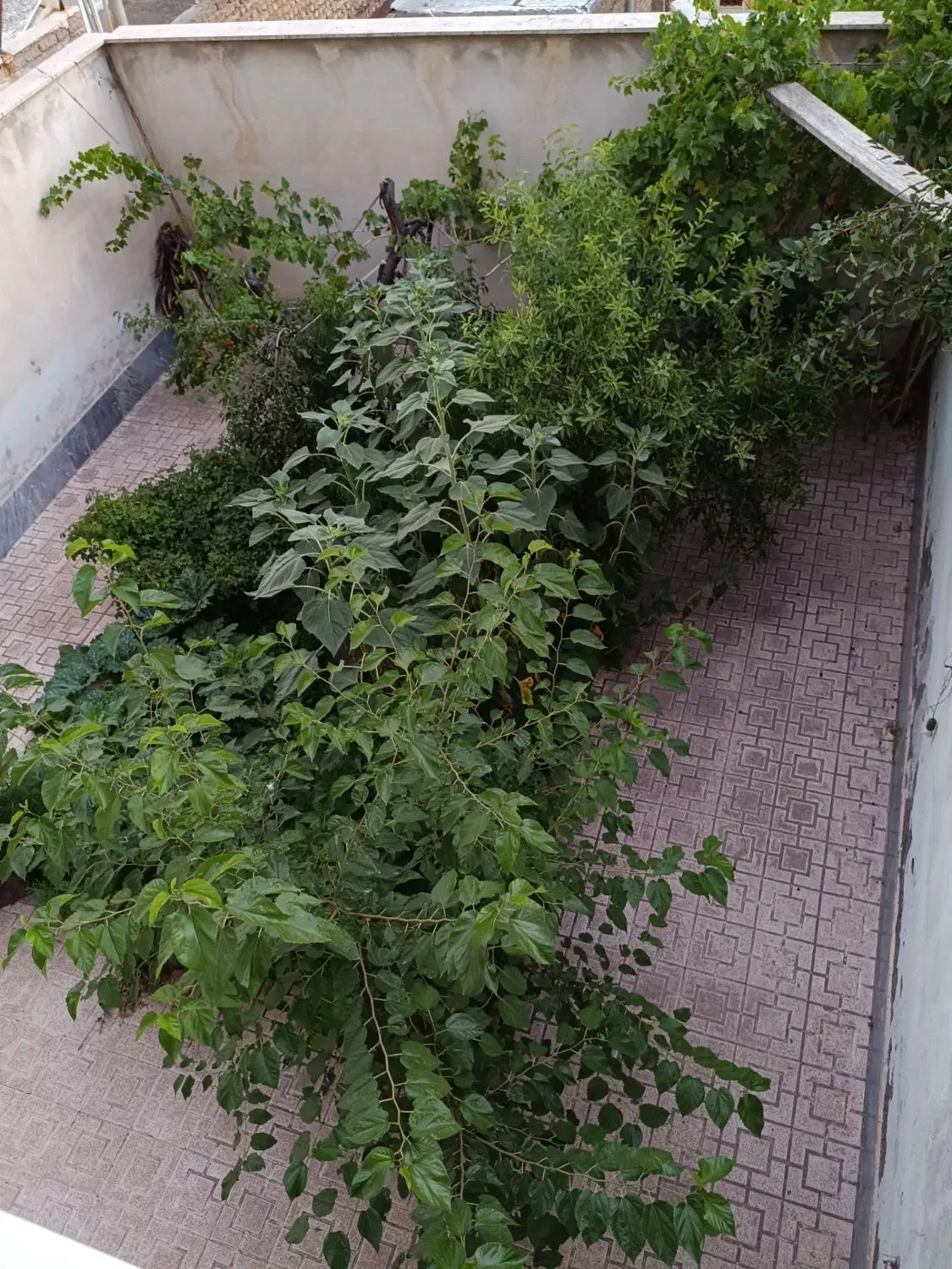 حیاط فروشی