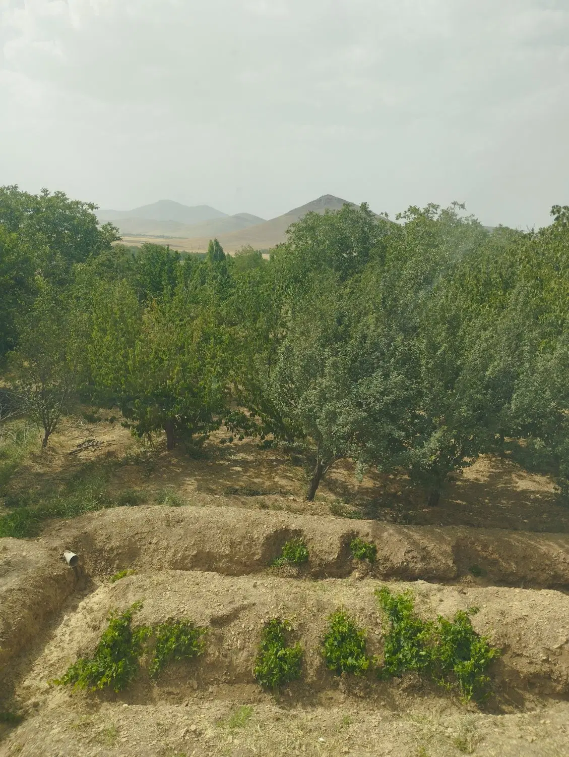 شراکت در تاسیسات پرورش ماهی
