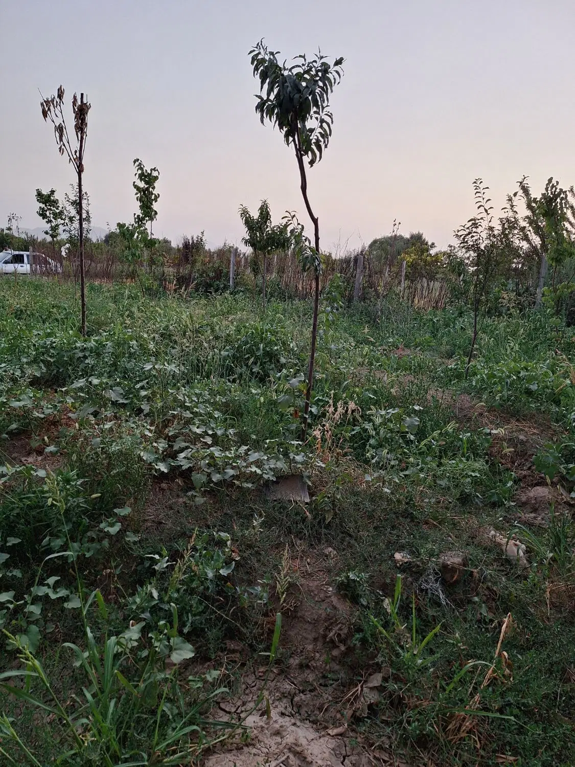 باغچه پیشک