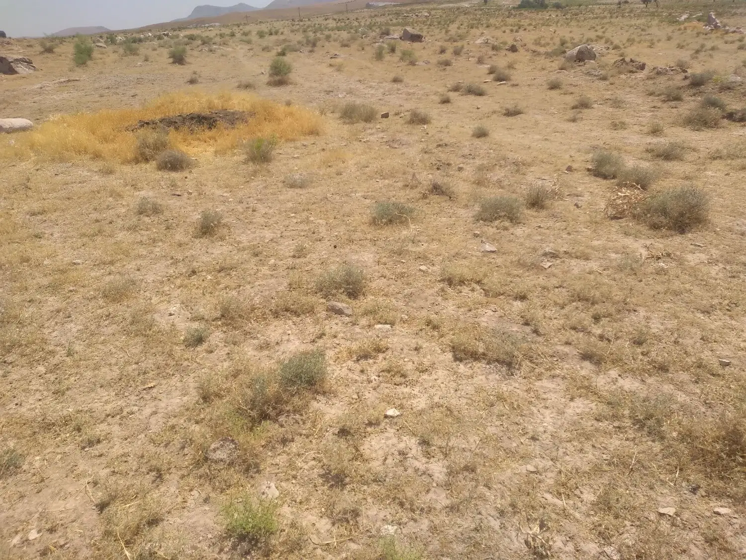 زمین کشاورزی