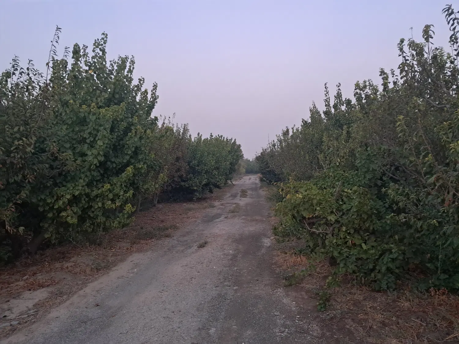 باغچه