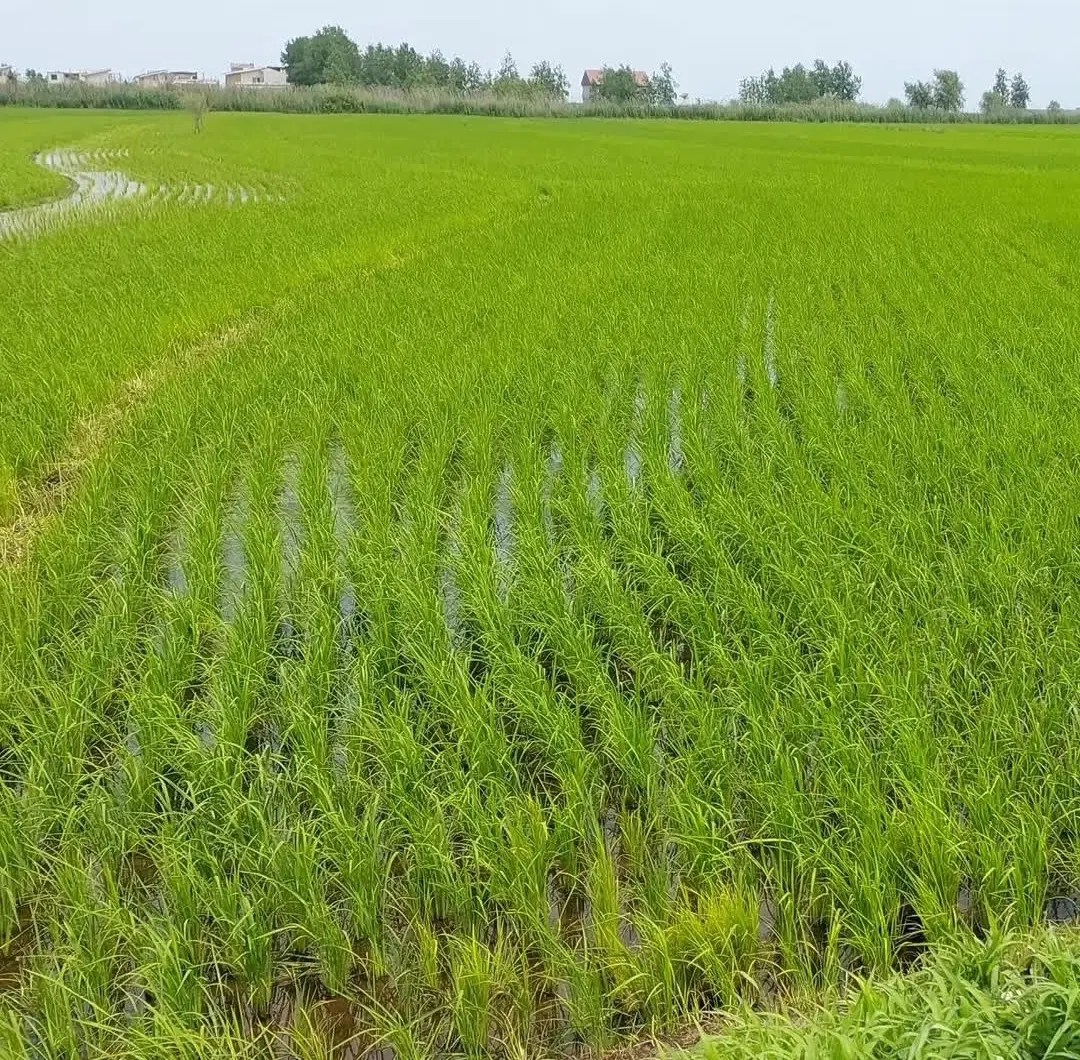 زمین کشاورزی ۸۰۰ متر