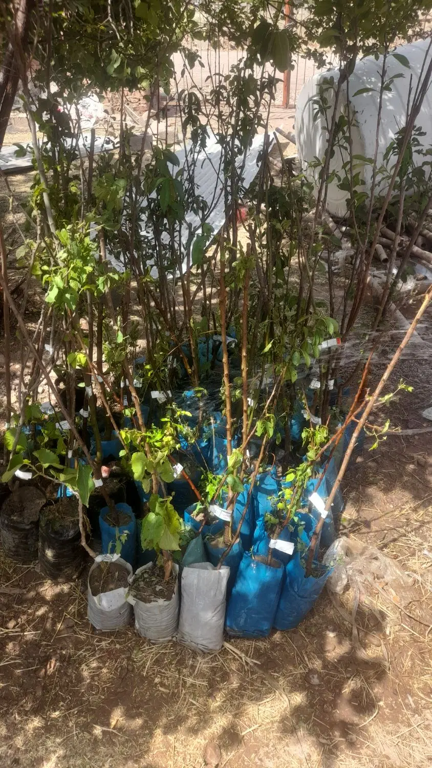 کوهپایه زمین