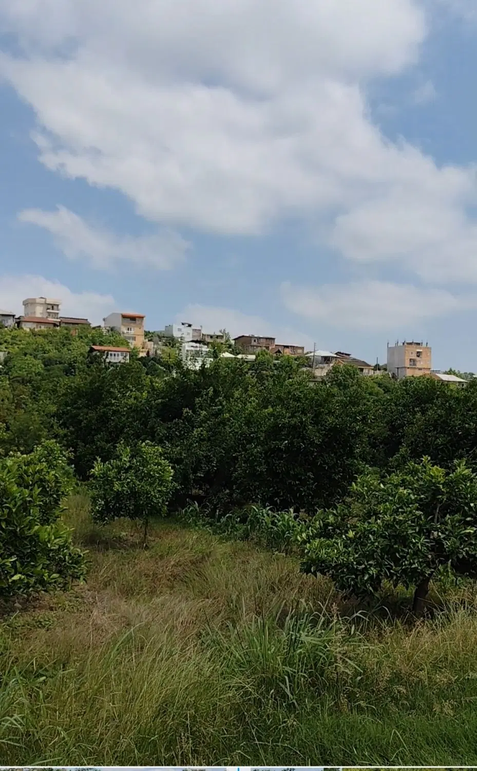 فروش زمین باغی واقع در روستای کوتنا