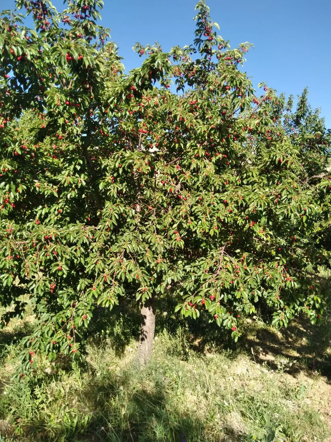 باغ میوه درآستانه