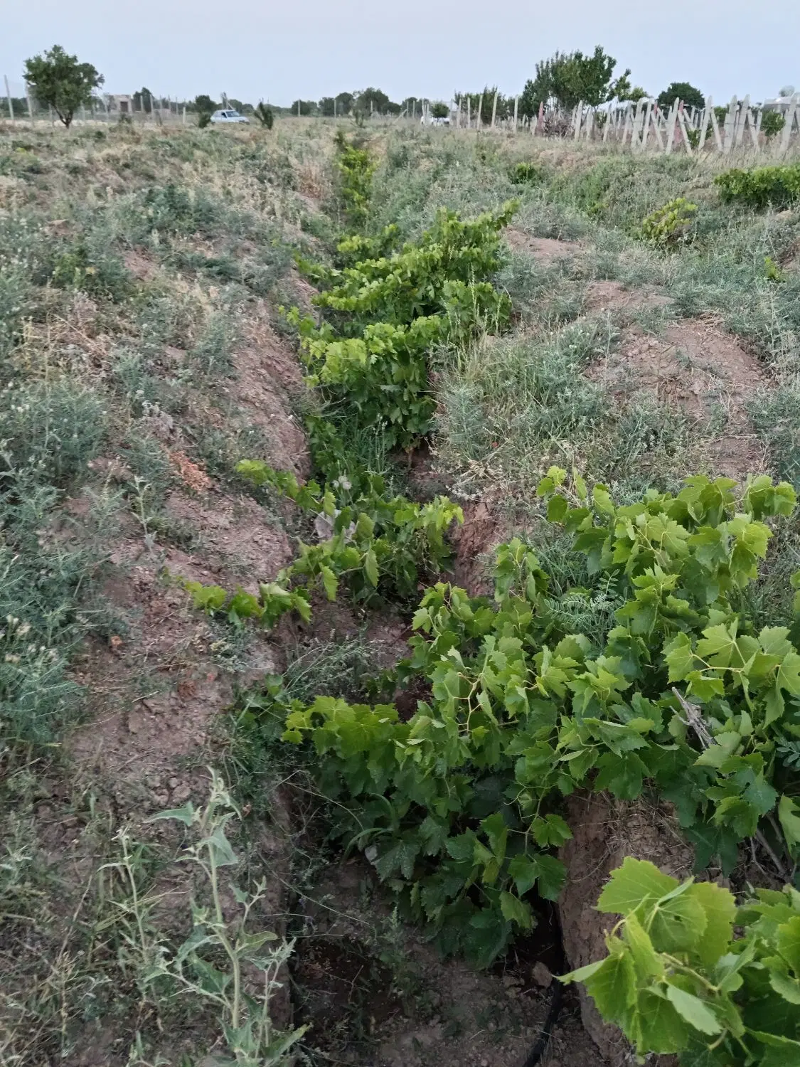 باغ انگور 1600متری در تاکستان