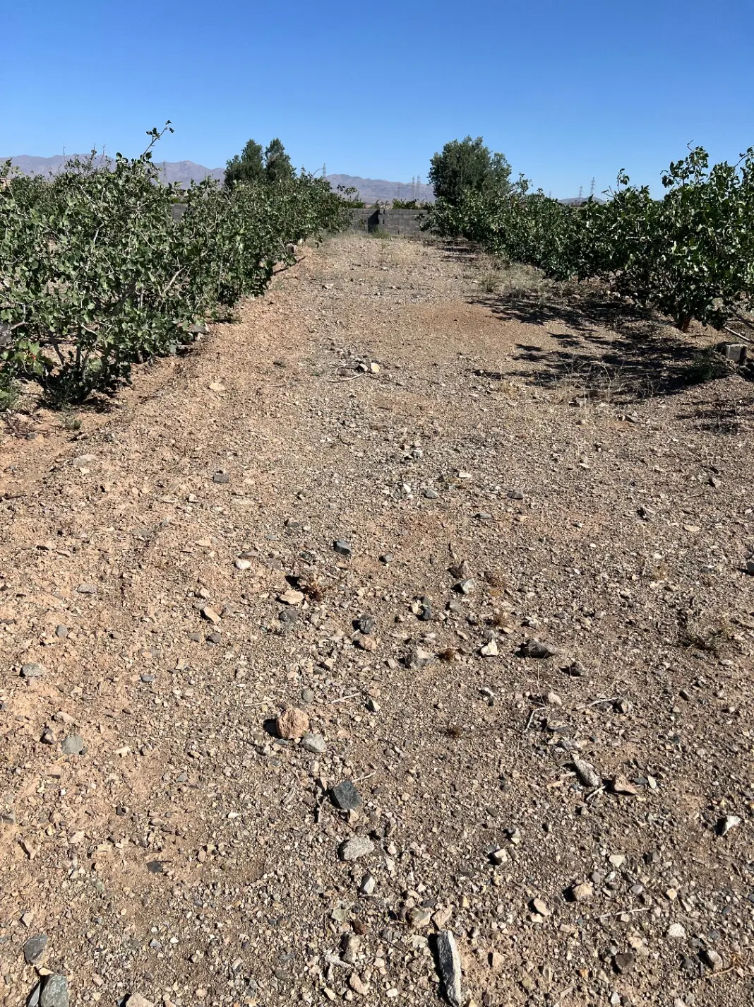 باغچه ۵۰۰ متری