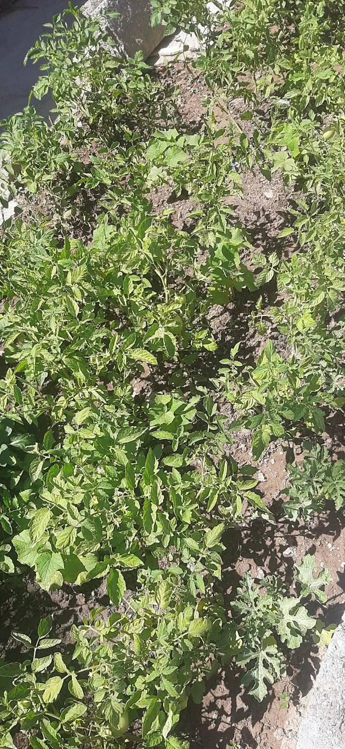 فروش زمین مسکونی واقع در شهرک پرواز ( میانگلال )