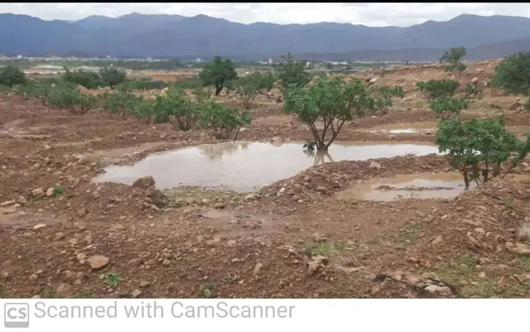 انجیرستان در بخش تم توره (فروش مساحت دلخواه شما )