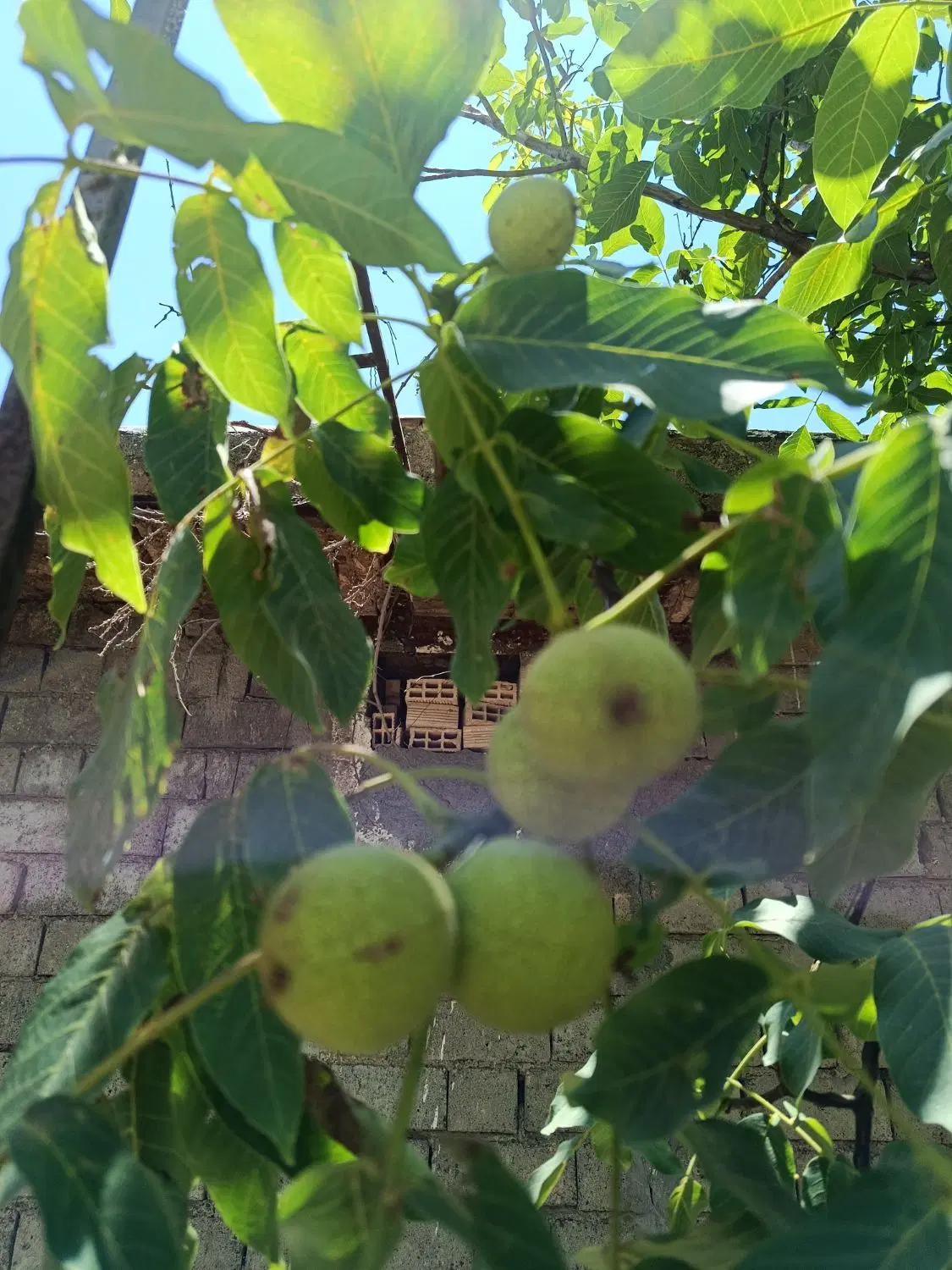 باغ وسوله