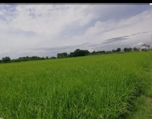زمین کشاورزی شالی کاری