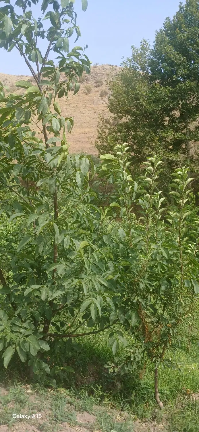 باغ