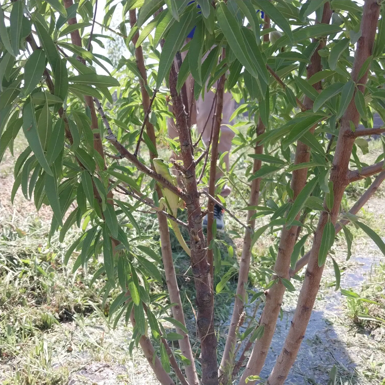 باغچه الوان