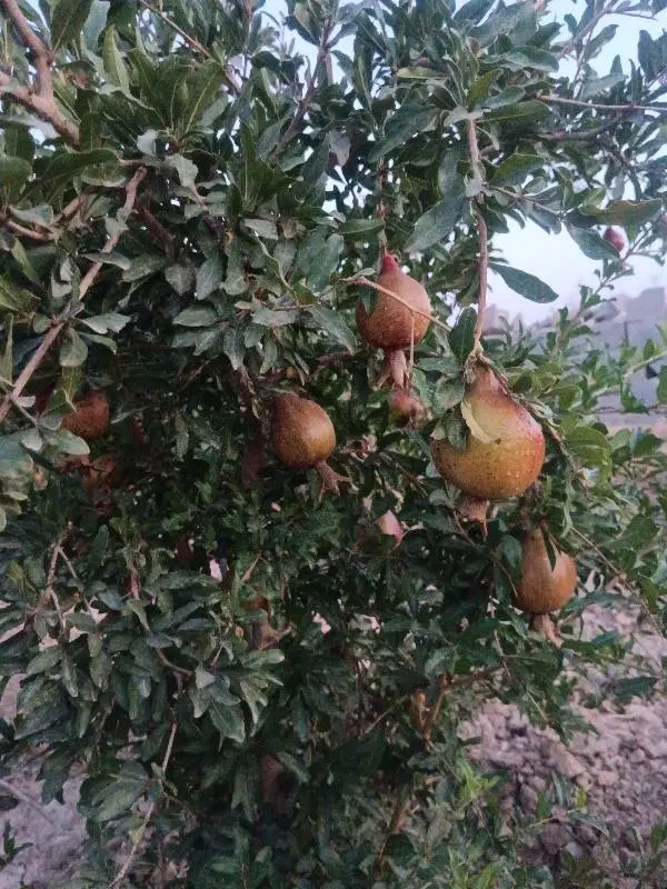 باغ