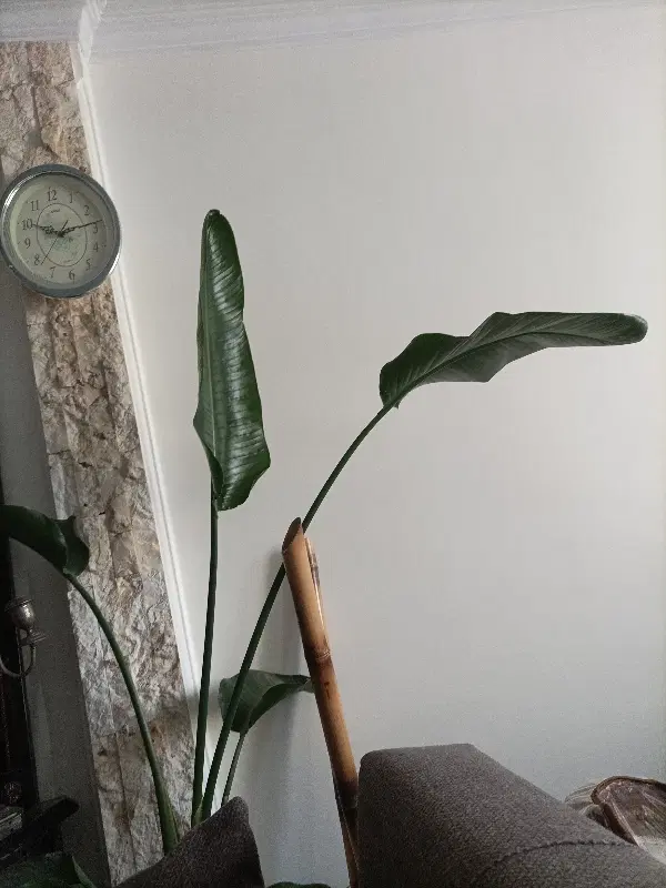 آپارتمان  یک خوابه