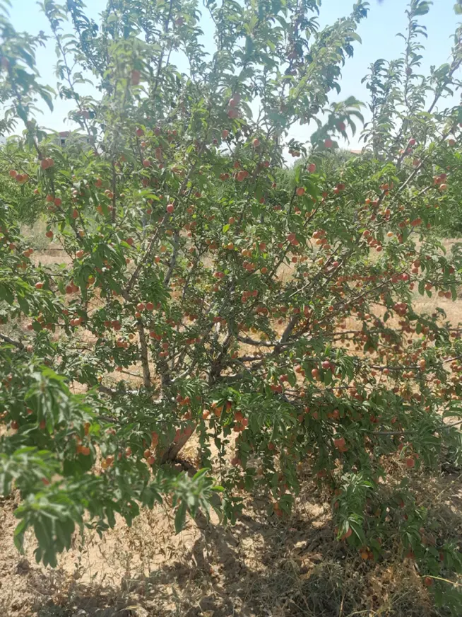 باغ ۷۰۰ متری آماده در سیمین