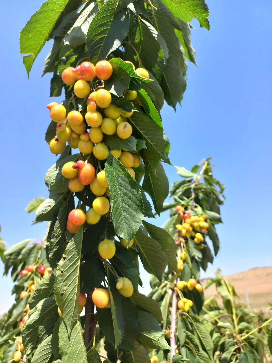باغ در نزدیکی زنجان دیزج خرابه