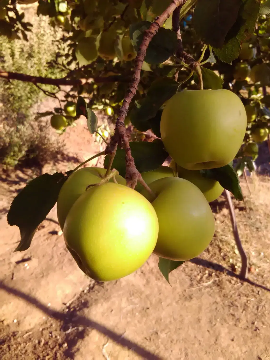 ۳تیکه زمین کشاورزی حدودا ۷هزارمتر
