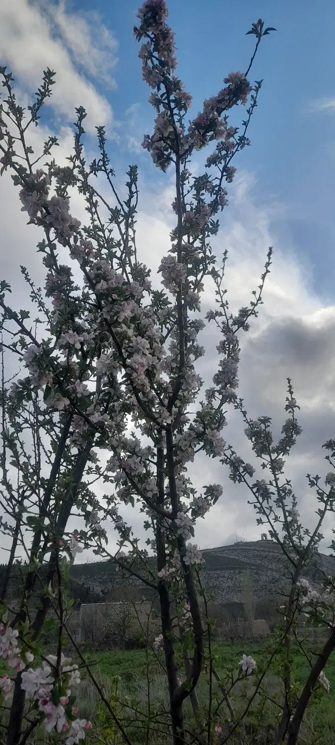 باغچه، باغ، زمین فروشی در شیروان