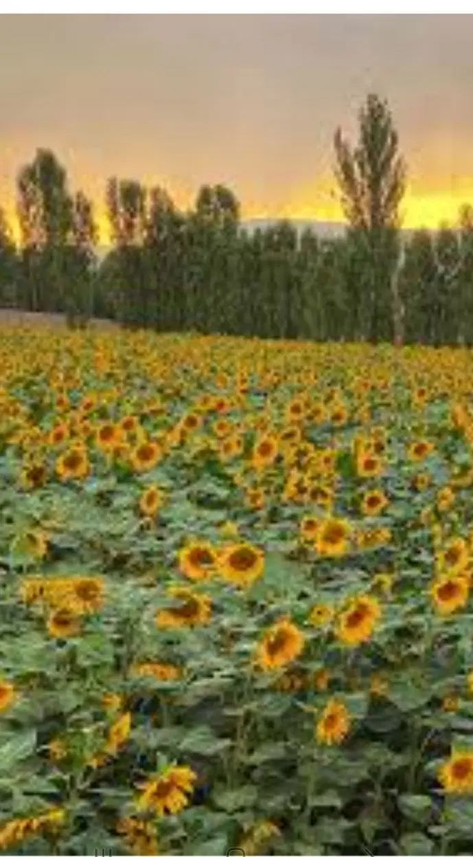 زمین کشاورزی مناسب ویلا و باغ (برجاده)