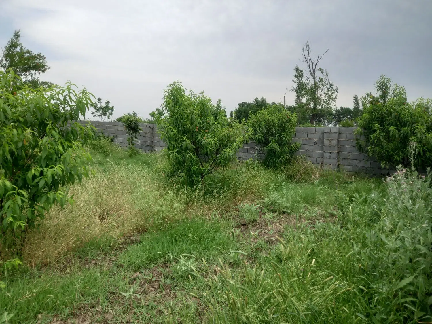 زمین