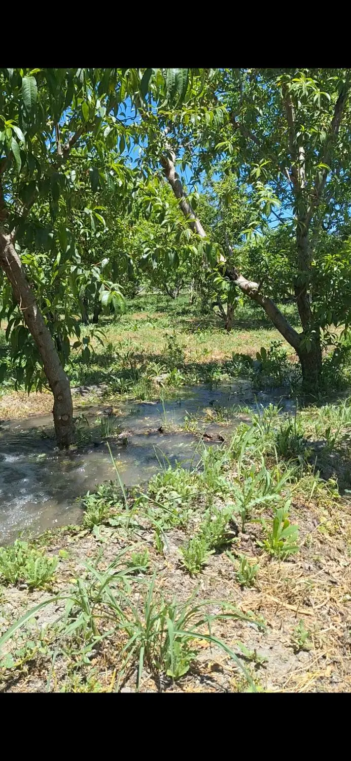 باغچه ویلایی جاده سنتوکوی پالیز
