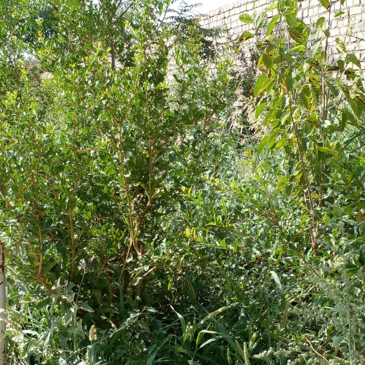 خانه باغ مشکات ۵۳۵متر