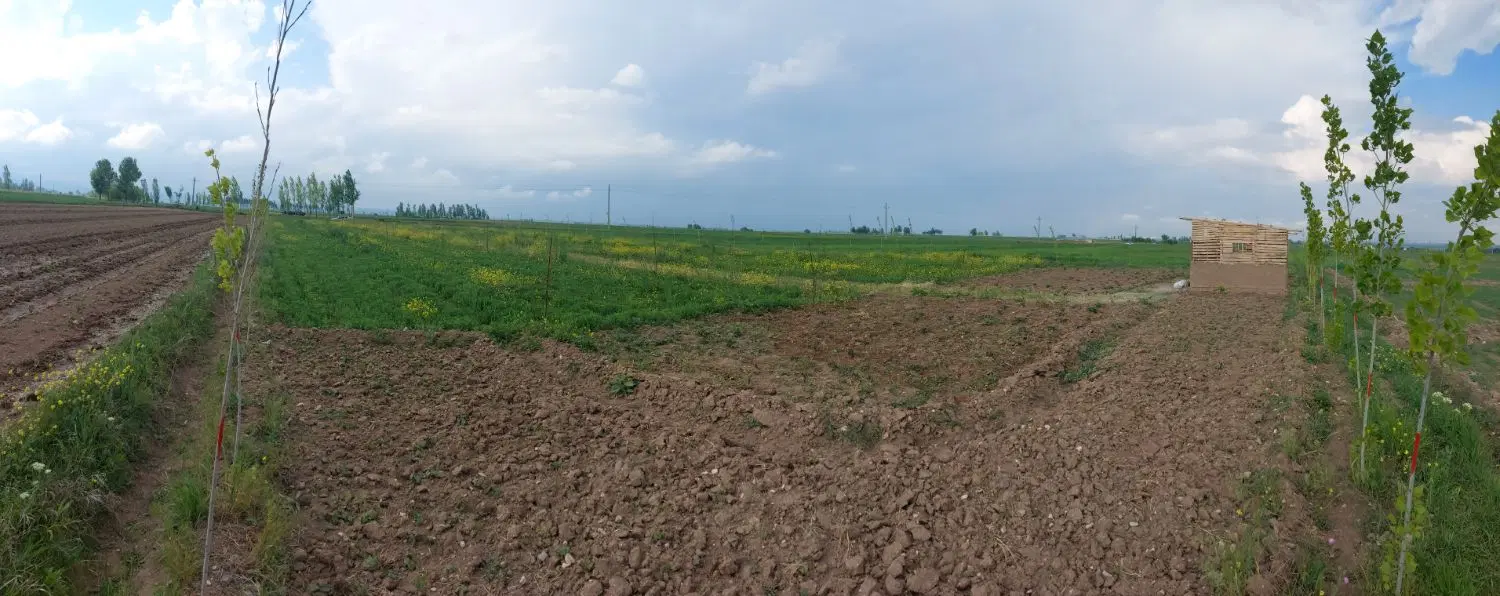 زمین باغ با انواع درختان میوه و سنوبر