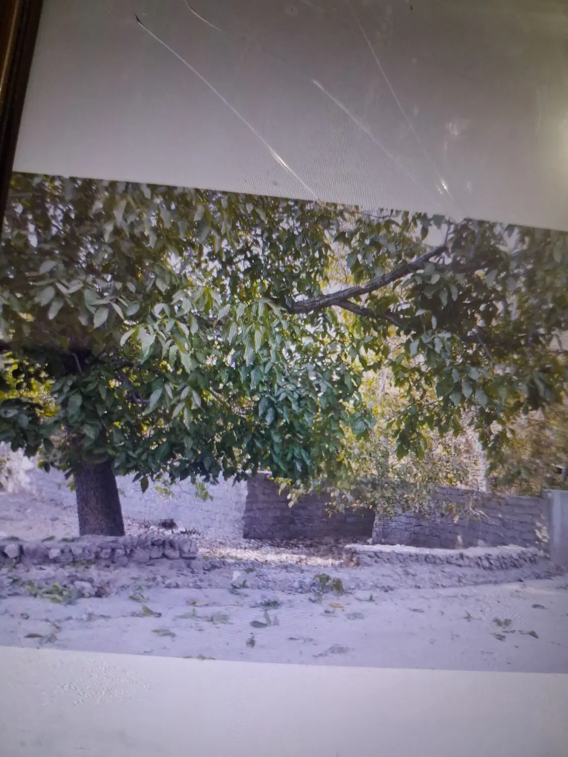 زمین مسکونی باغی واقع در فیض آباد راور .
