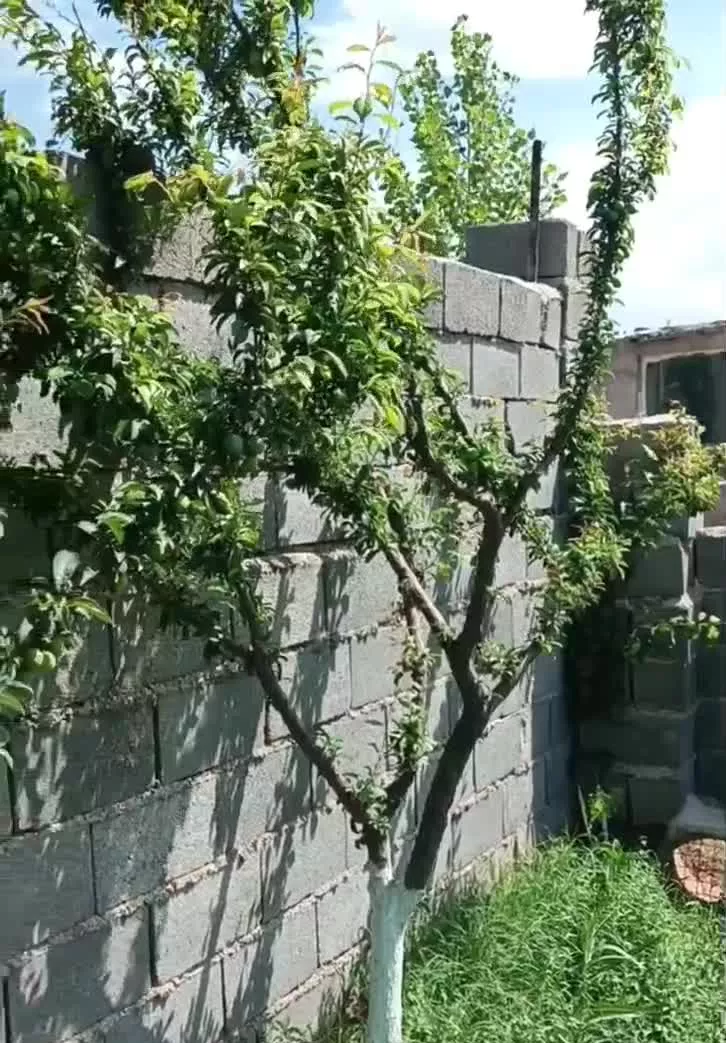 باغچه _ زمین