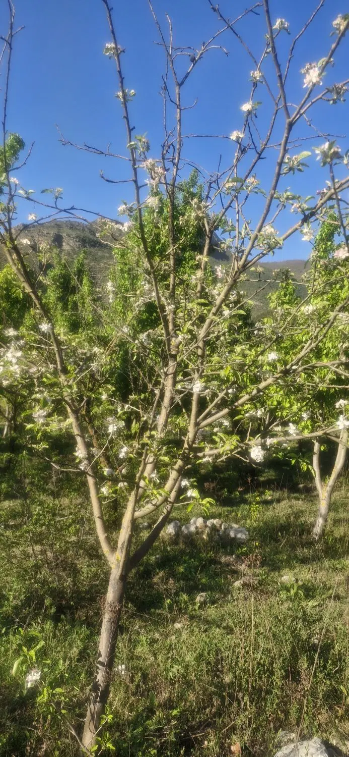 فروش یک قطعه باغ به مساحت ۱۵۰۰متر