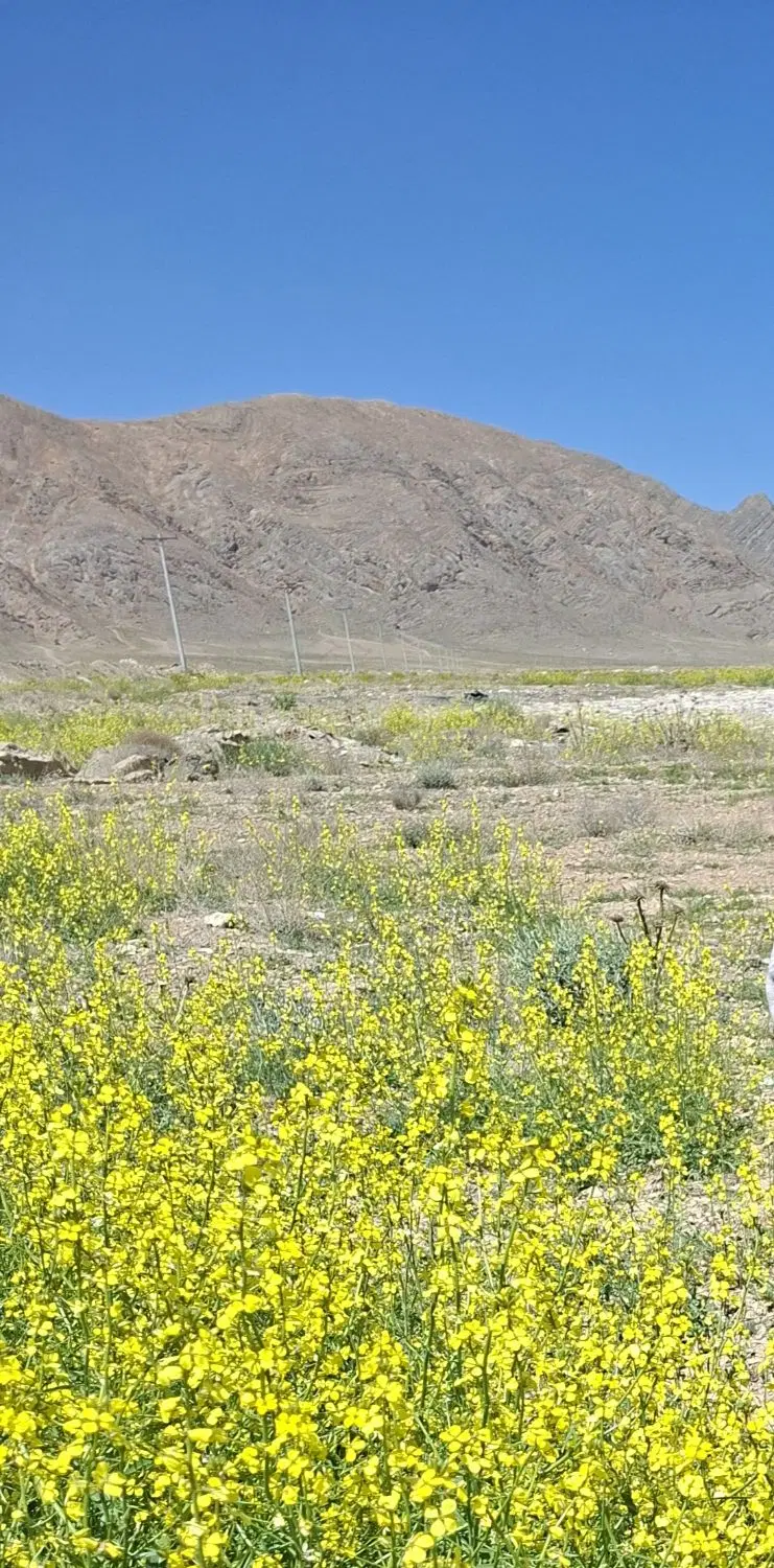 زمین باغی