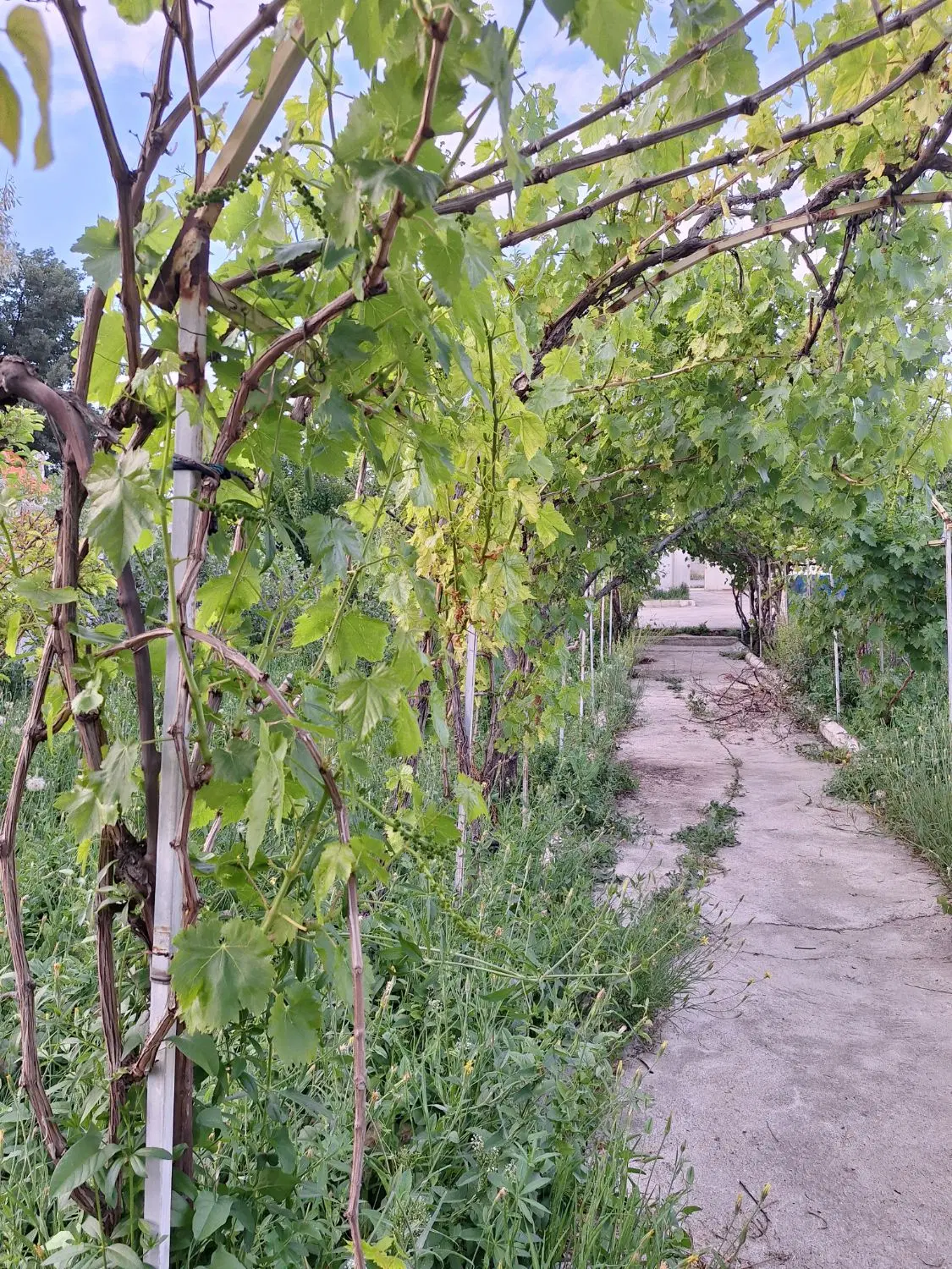 ۷۱۴m صوفیان چسبیده به شهر