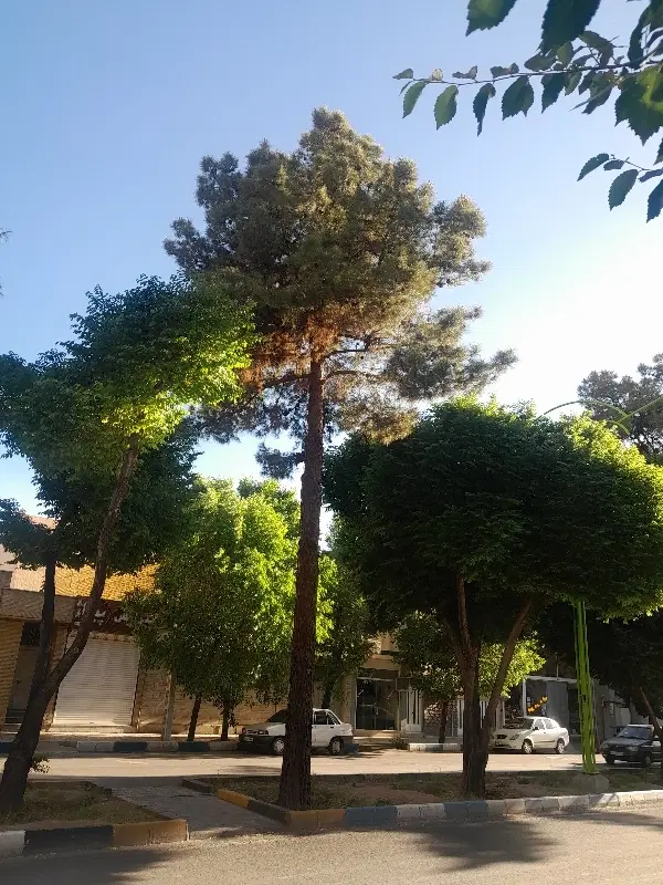 زمین پردیس