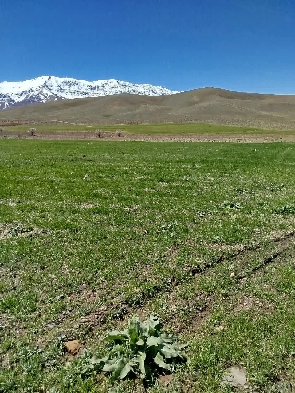اجاره زمین کشاورزی خمین