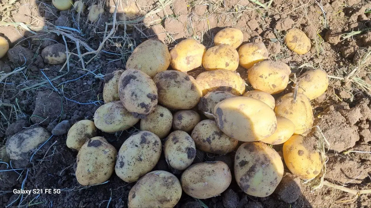 کشت زمین کشاورزی بصورت اجاره یا شراکتی