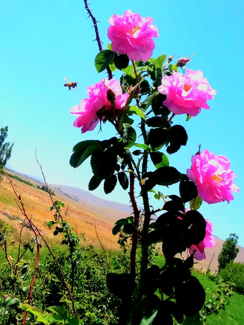 زمین بایر مناسب کشاورزی ، ویلایی