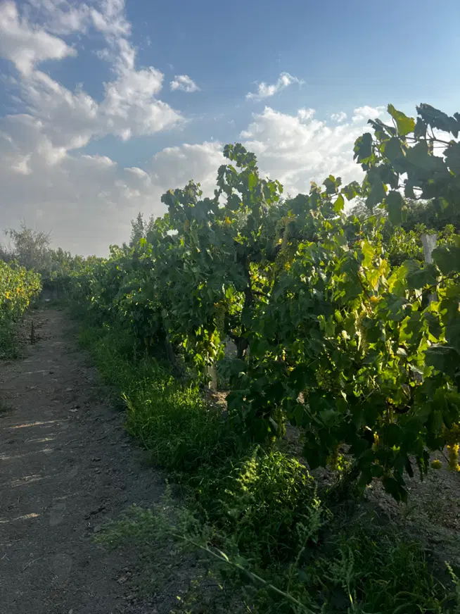 باغچه اباد در امامزاده