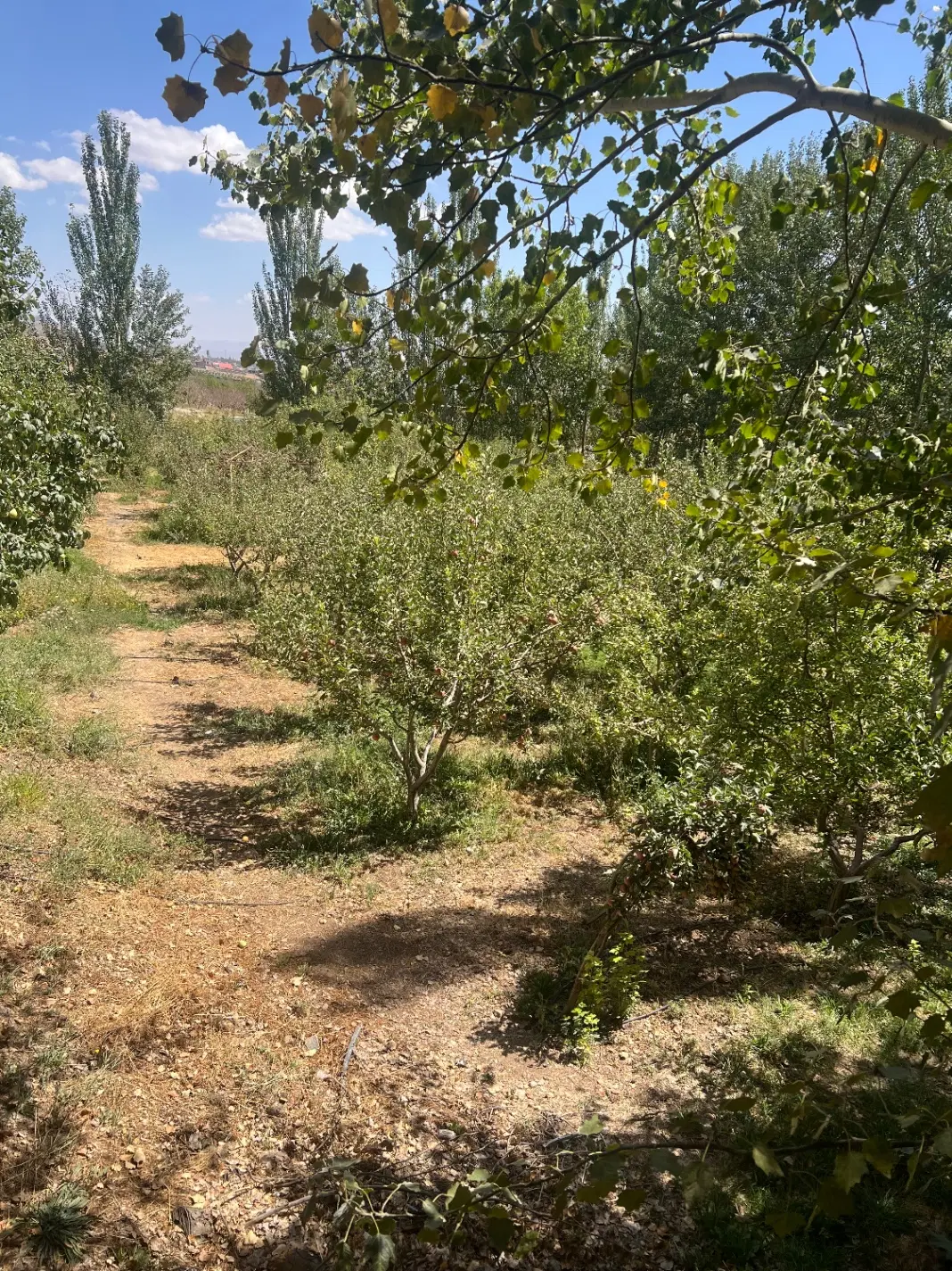 فروش زمین در جابان از 300 متر به بالا