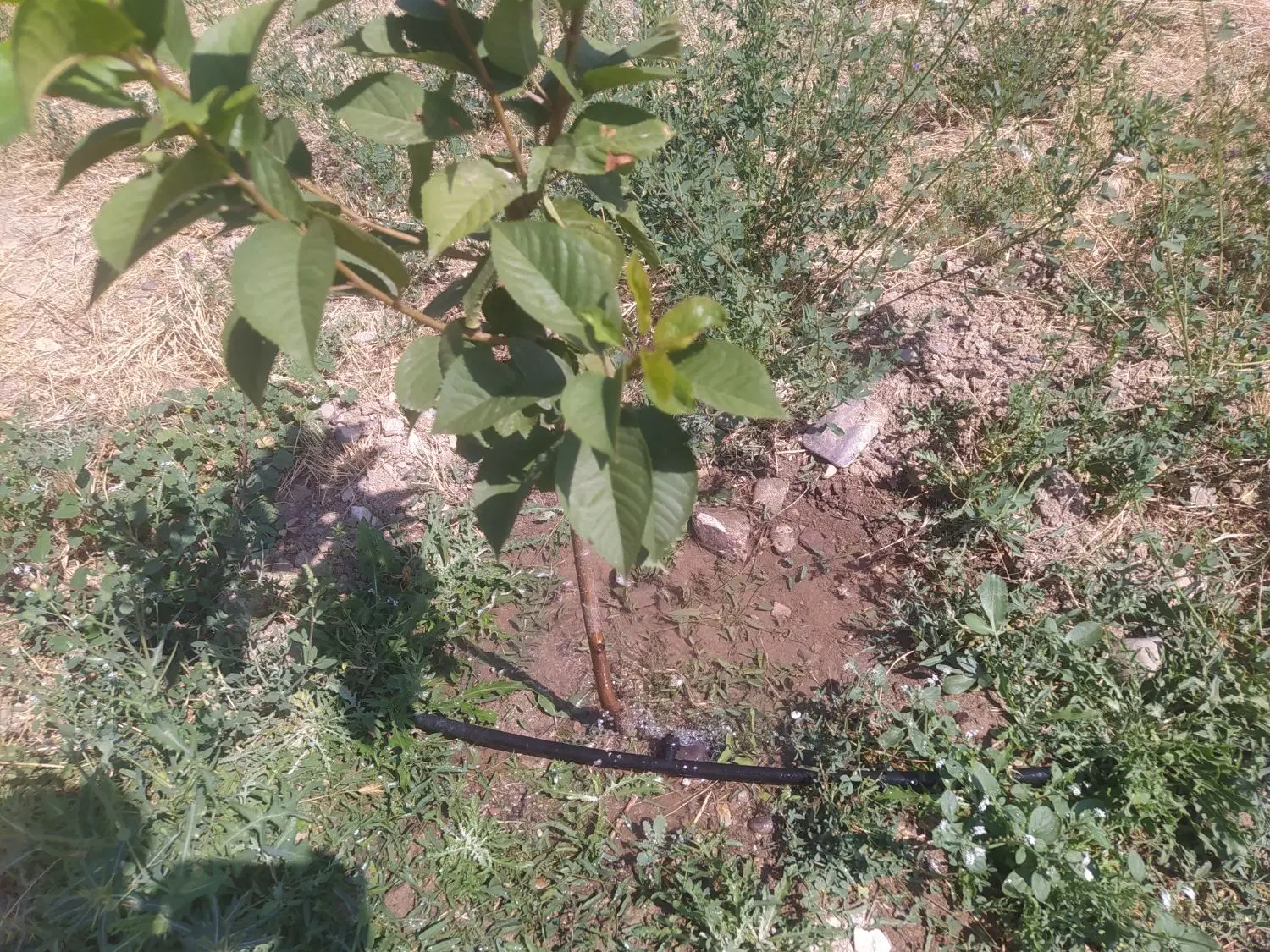 باغ در اهر جاده مشگین کوی ویلایی