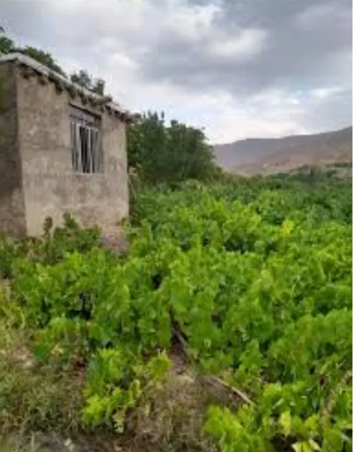 اجاره باغ