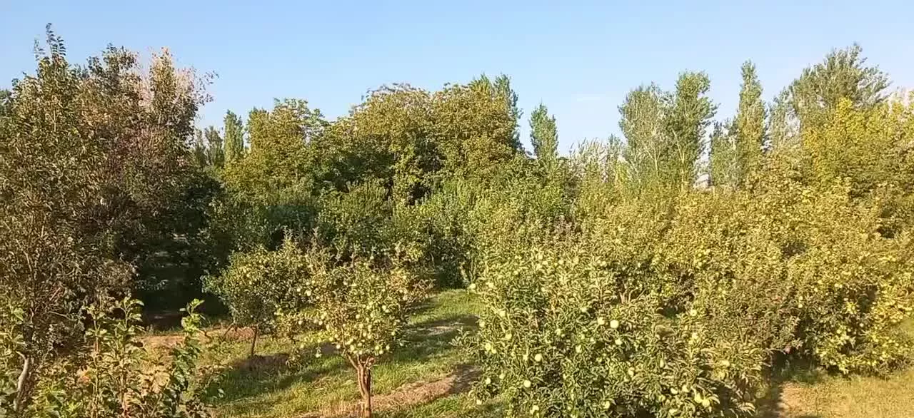 فروش باغ
