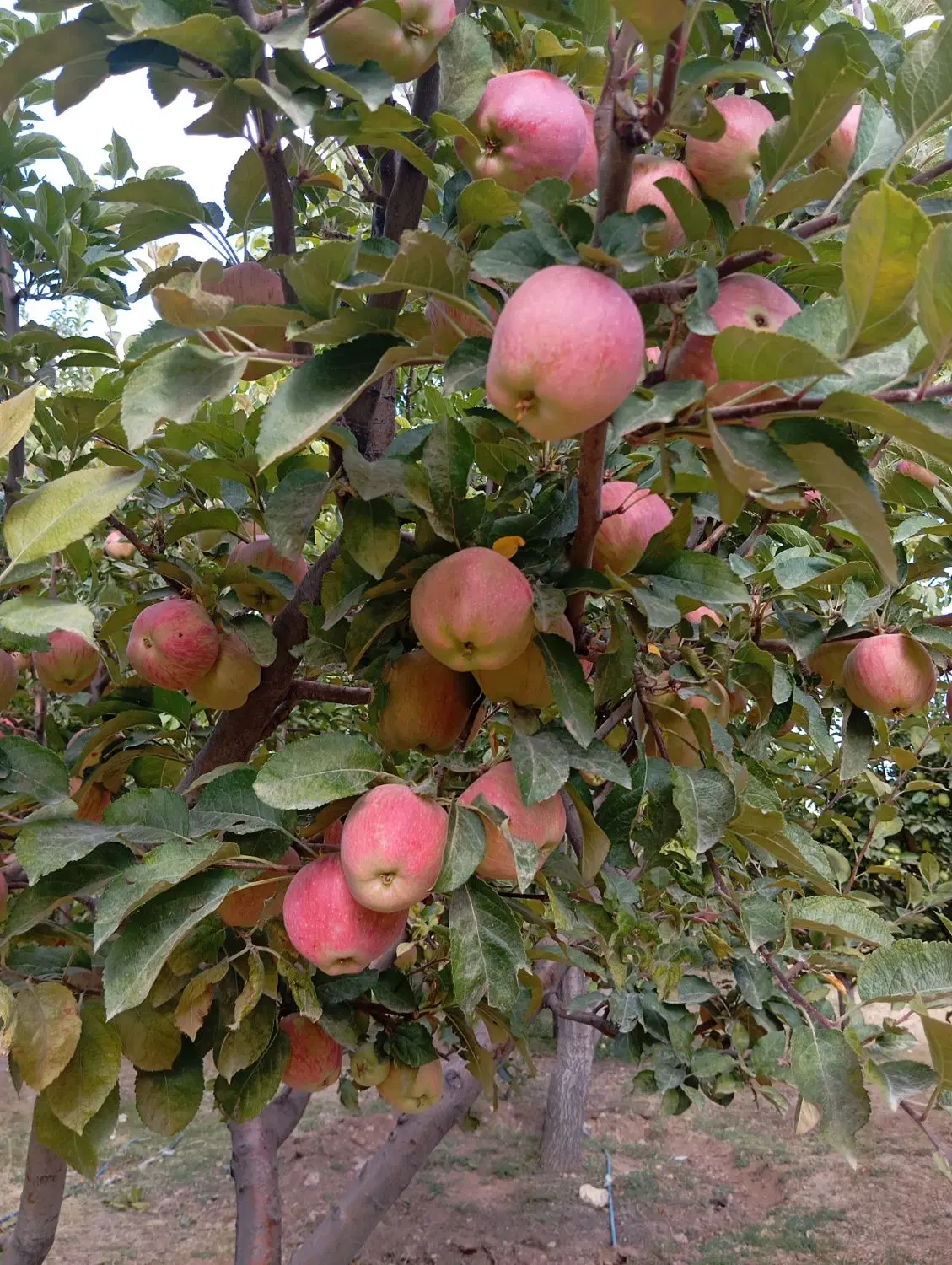 اجاره باغ سیب