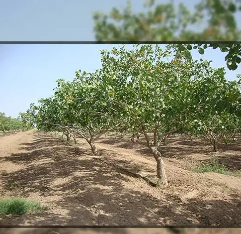 زمین باغی