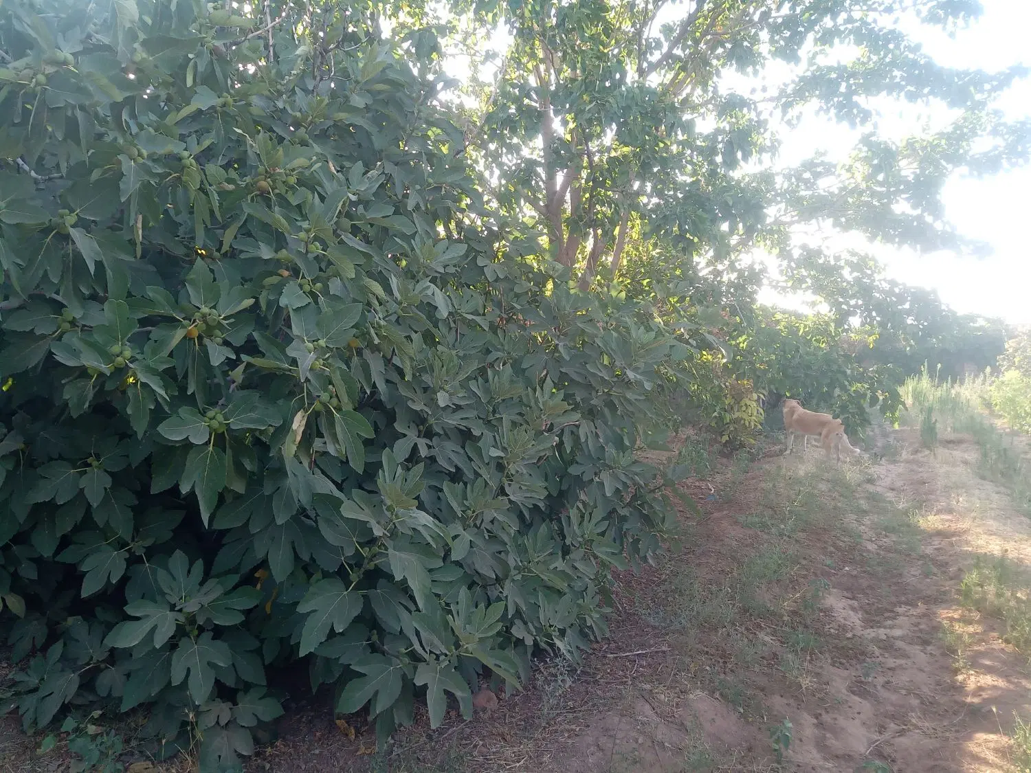 باغ قدیمی دور دیوار