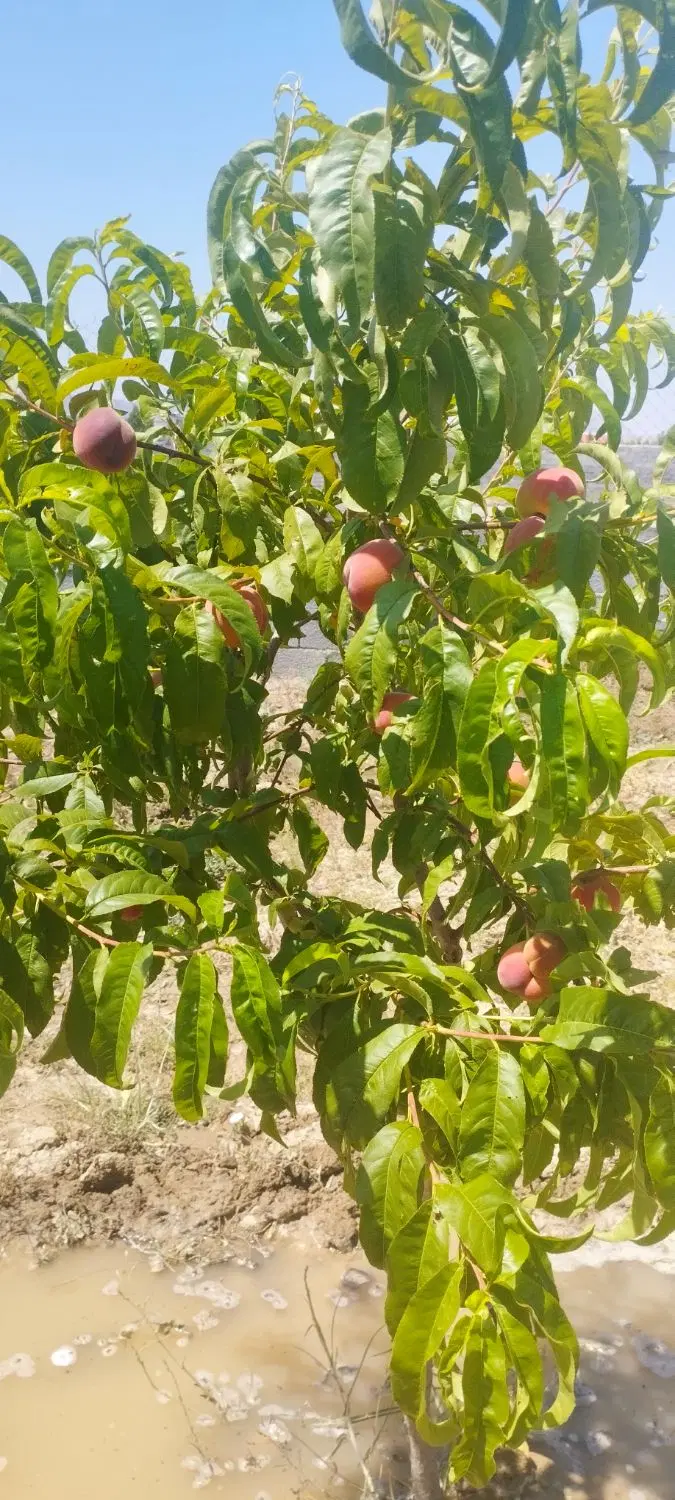 زمین ویلایی