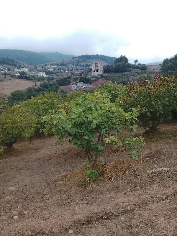 فروش زمین