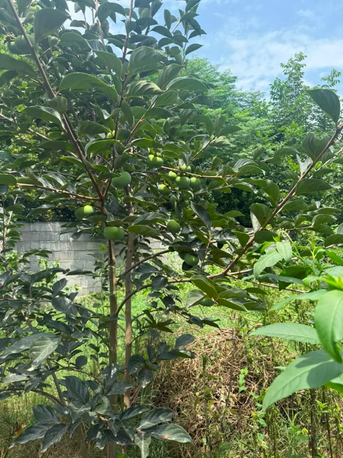 سرمایه گذاری عالی