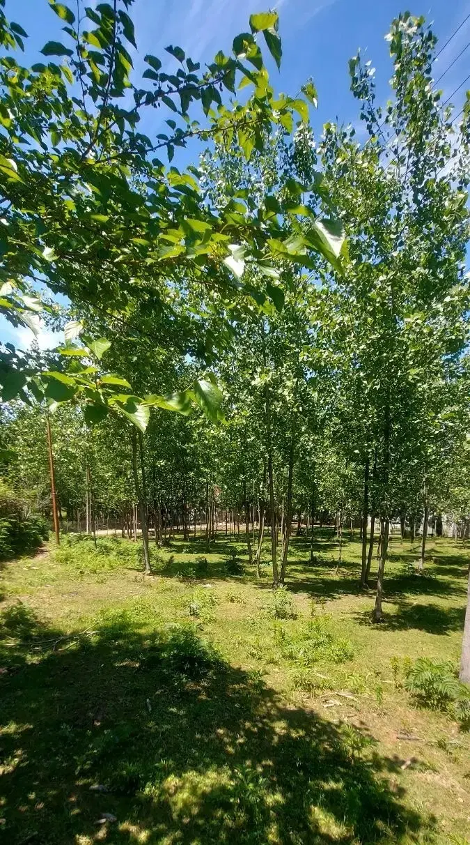 زمین باغی مناسب ویلاسازی
